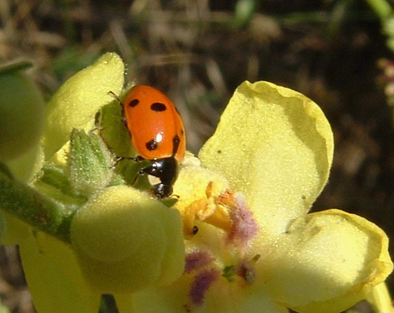 Crioceris 12-punctata e coccinella 7-punctata